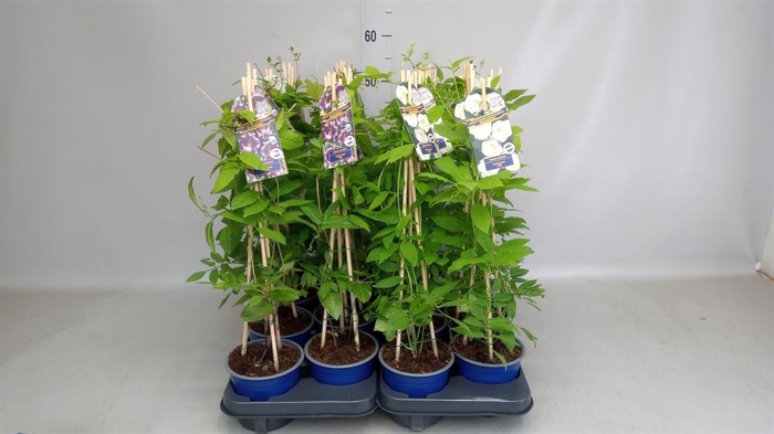 <h4>Cobaea scandens</h4>