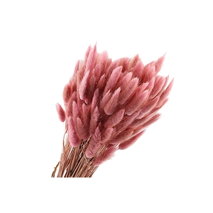 Lagurus Pink Old