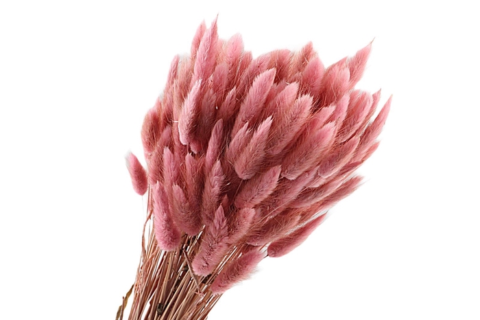 Lagurus Pink Old
