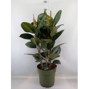 Ficus elastica 'Robusta'