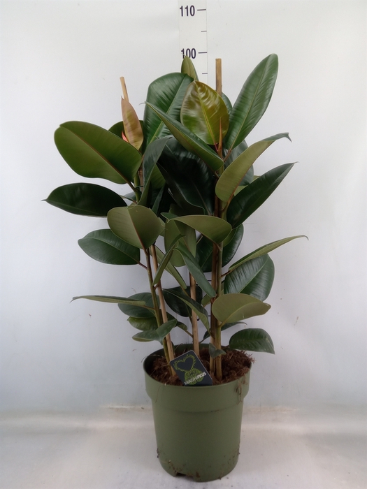 <h4>Ficus elastica 'Robusta'</h4>