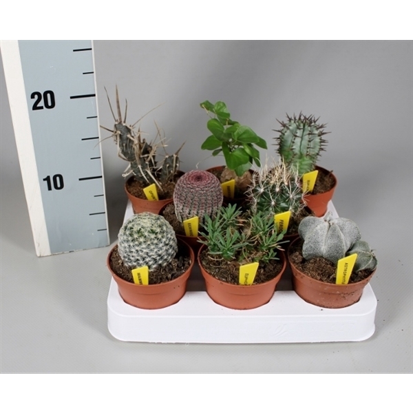 <h4>Cactus 8,5 cm aparte mix met naametiket</h4>
