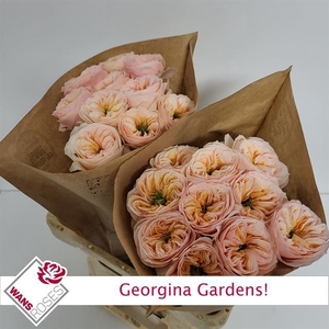 R Gr Georgia Gardens Wans