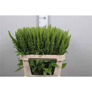 Amar Ov Groen