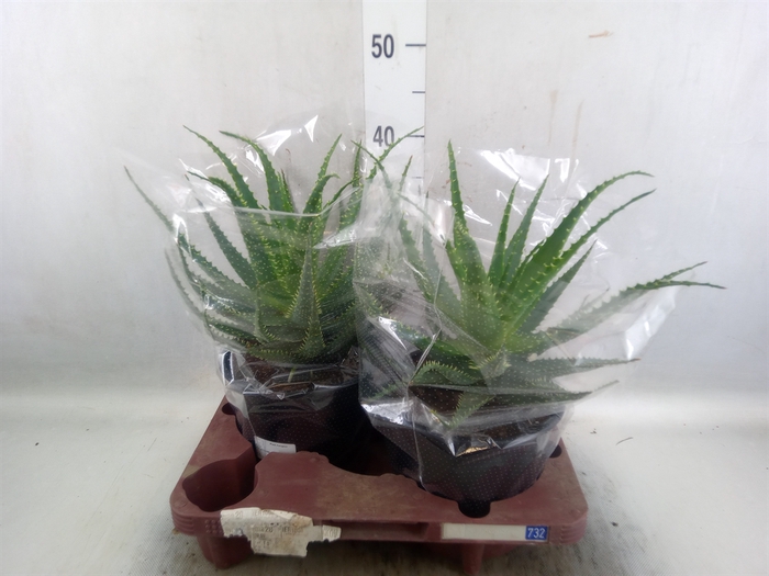 <h4>Aloe arborescens</h4>