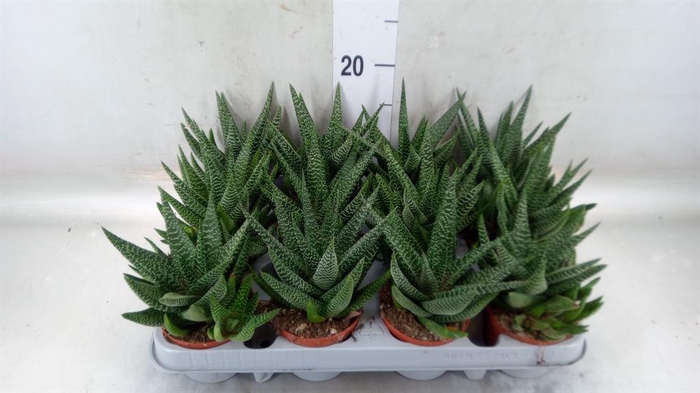 <h4>Haworthia   ...</h4>