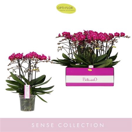 <h4>Phal Bellissimo Amore 7 Spike</h4>