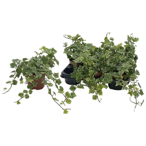 Hedera He Golden Kolibri