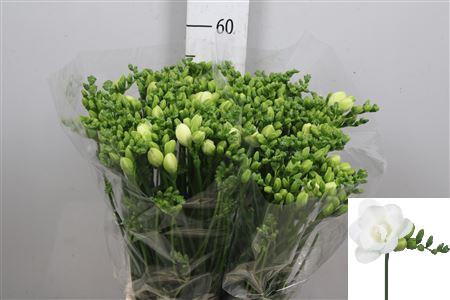 <h4>Fr Du Essence</h4>