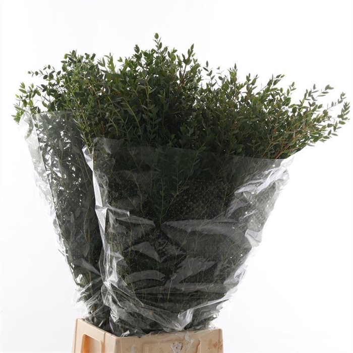 <h4>EUCALYPTUS 'PARVIFOLIA'</h4>