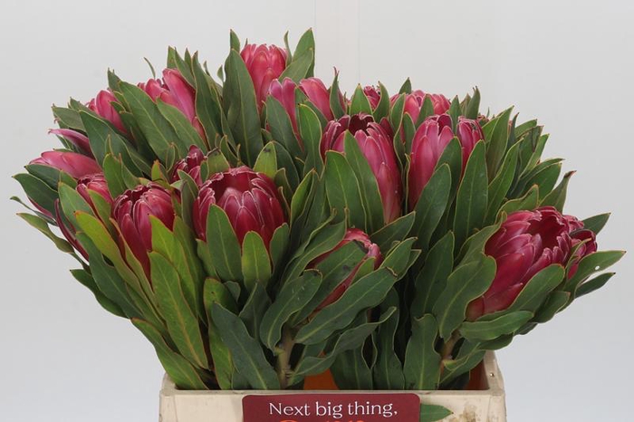 <h4>Protea Brenda</h4>
