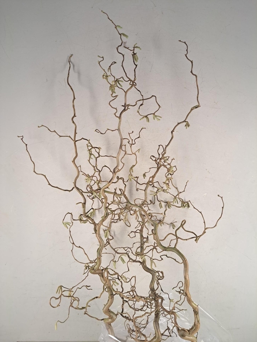<h4>Corylus (2-Jarig)</h4>