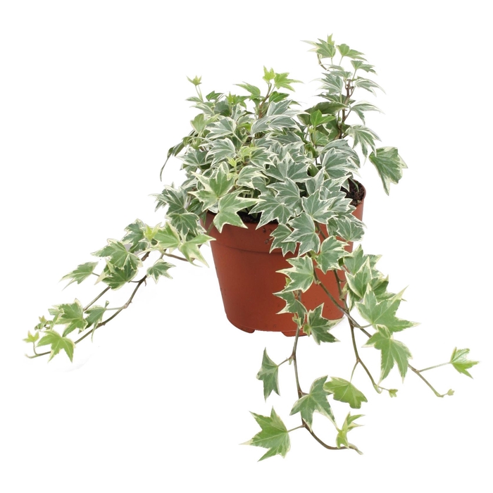 <h4>Hedera helix 'White Ripple'</h4>