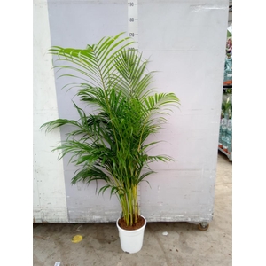 Dypsis lutescens   ...Chrysalidoca