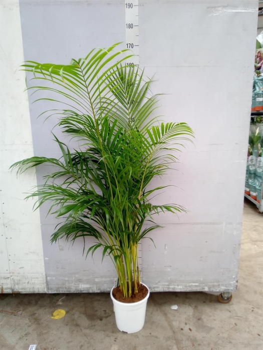 <h4>Dypsis lutescens   ...Chrysalidoca</h4>