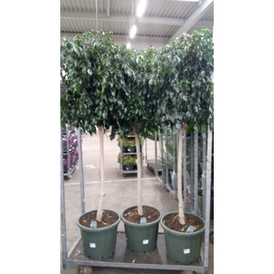 Ficus benja. 'Danielle'