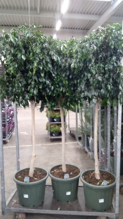 <h4>Ficus benja. 'Danielle'</h4>