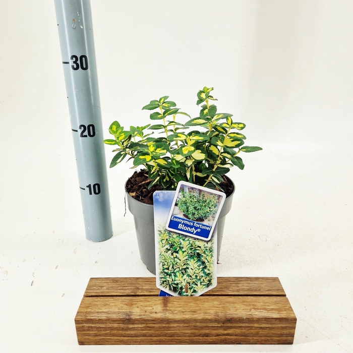 <h4>Euonymus fort. 'Blondy'®</h4>