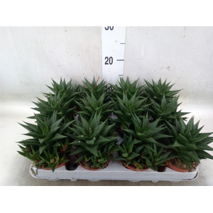 Haworthia limifolia