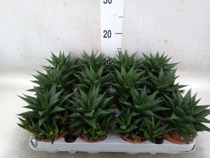 <h4>Haworthia limifolia</h4>