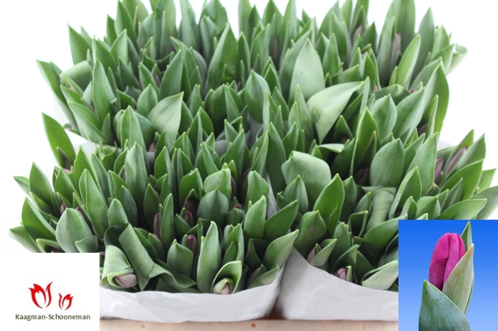 <h4>TU EN ROESKA</h4>