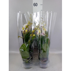 Phalaenopsis multi. 'FC Safe Haven'