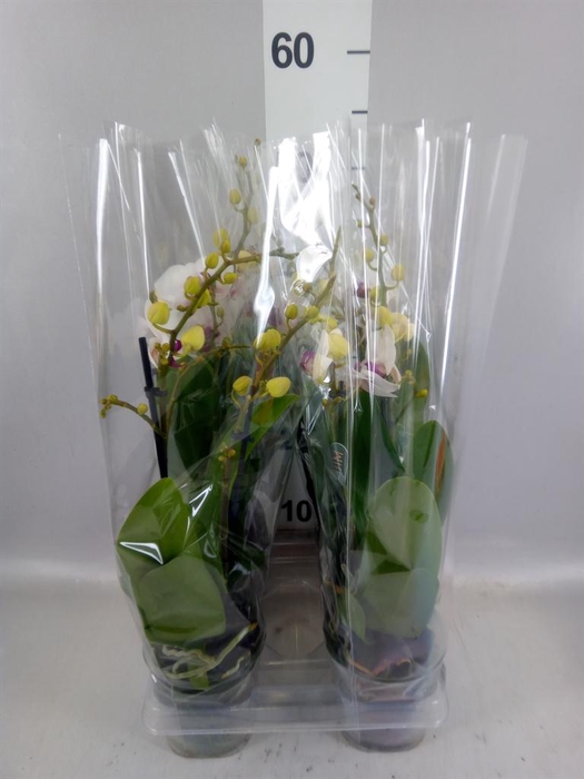 <h4>Phalaenopsis multi. 'FC Safe Haven'</h4>