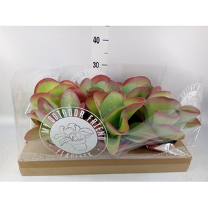 Kalanchoe NF thyrsiflora