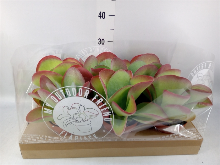 <h4>Kalanchoe NF thyrsiflora</h4>
