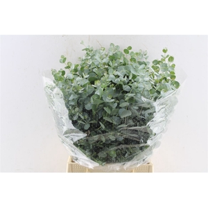 Euca Gunnii Short 150 Gram