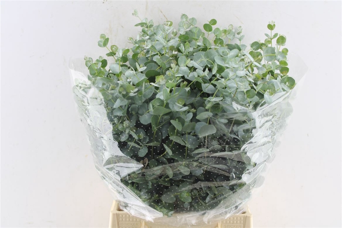 <h4>Euca Gunnii Short 150 Gram</h4>