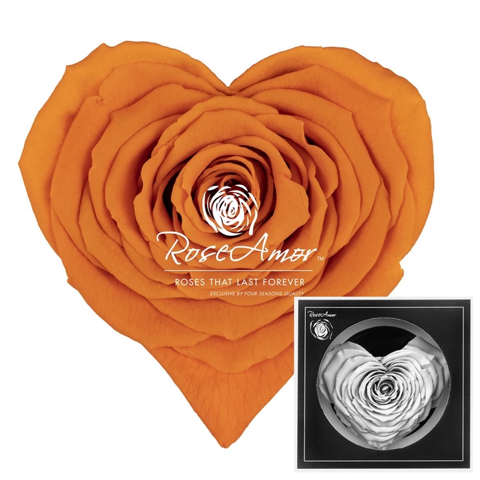 <h4>Corazon Ora02</h4>