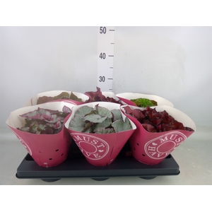 Begonia BD 'Beleaf'   ...mix