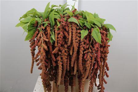 <h4>Amaranthus caud. 'Coral Fountain'</h4>