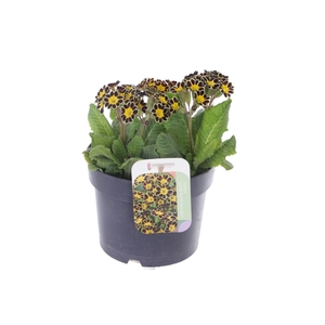 Primula elatior Mister Gold Laced