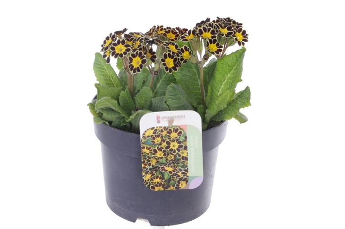 <h4>Primula elatior Mister Gold Laced</h4>