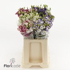 Lisianthus do mix in bucket