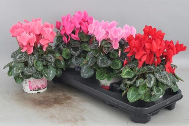 <h4>CYCL GR SUP XL</h4>