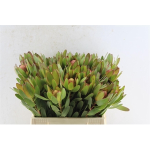 Leucad Saf Goldstrik Berry Xl