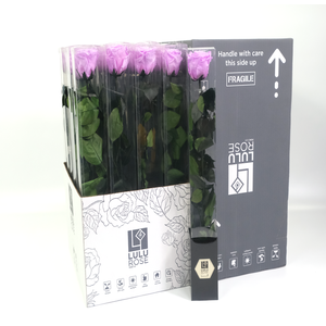 Rosa Preserved Stem 50cm Pearlecent Lilac