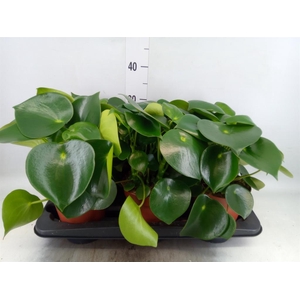 Peperomia polybotrya 'Raindrop'