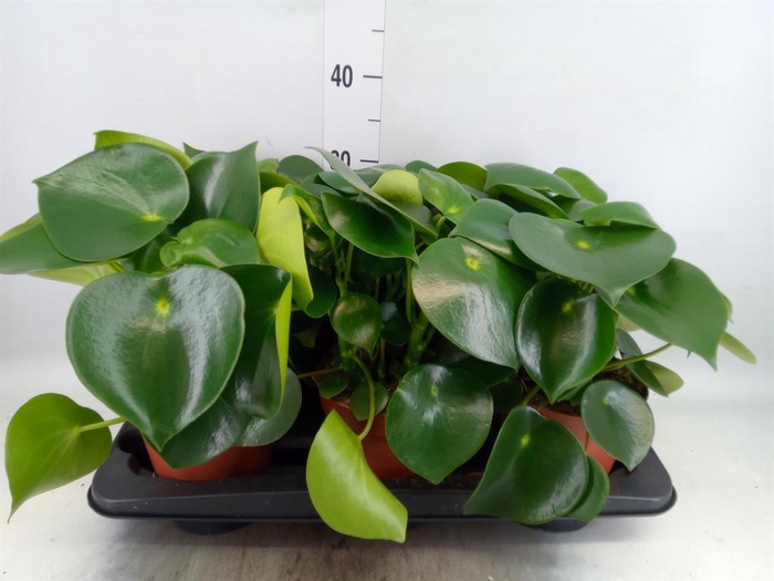 Peperomia polybotrya 'Raindrop'