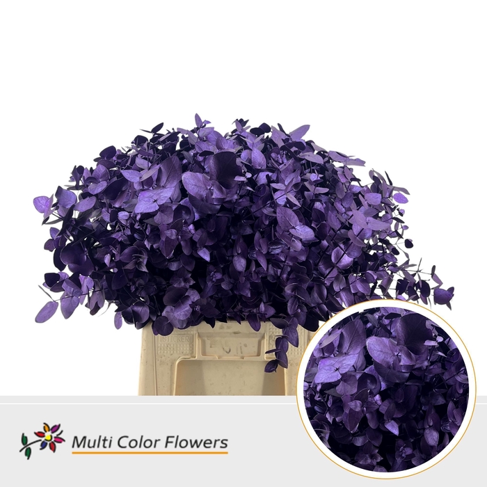 <h4>Eucalyptus cinerea Metallic Lila donker</h4>