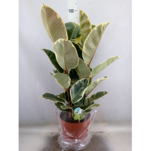 Ficus elastica 'Tineke'