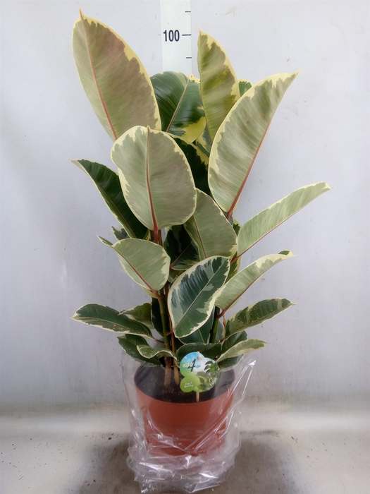 <h4>Ficus elastica 'Tineke'</h4>