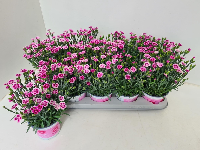 <h4>DIAN DI PINK KISSES</h4>