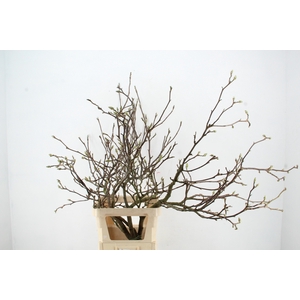 MAGNOLIA SOULANGEANA TOEF 120CM