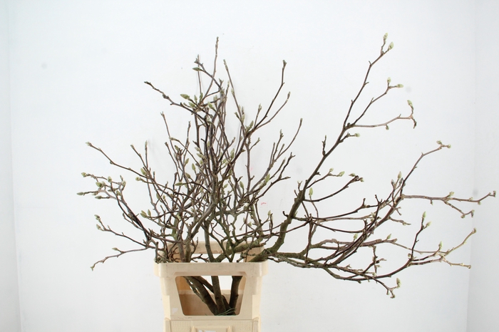 MAGNOLIA SOULANGEANA TOEF 120CM