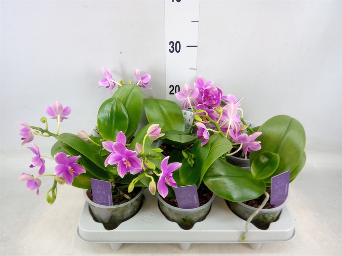 <h4>Phalaenopsis   ...</h4>