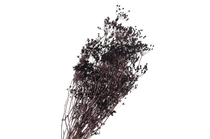 Bupleurum Brown